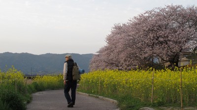 桜、遊歩道.JPG
