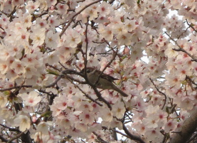 桜とスズメ.jpg